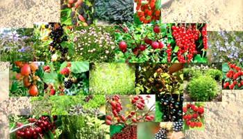 Northgate Herb and Fruit Beds